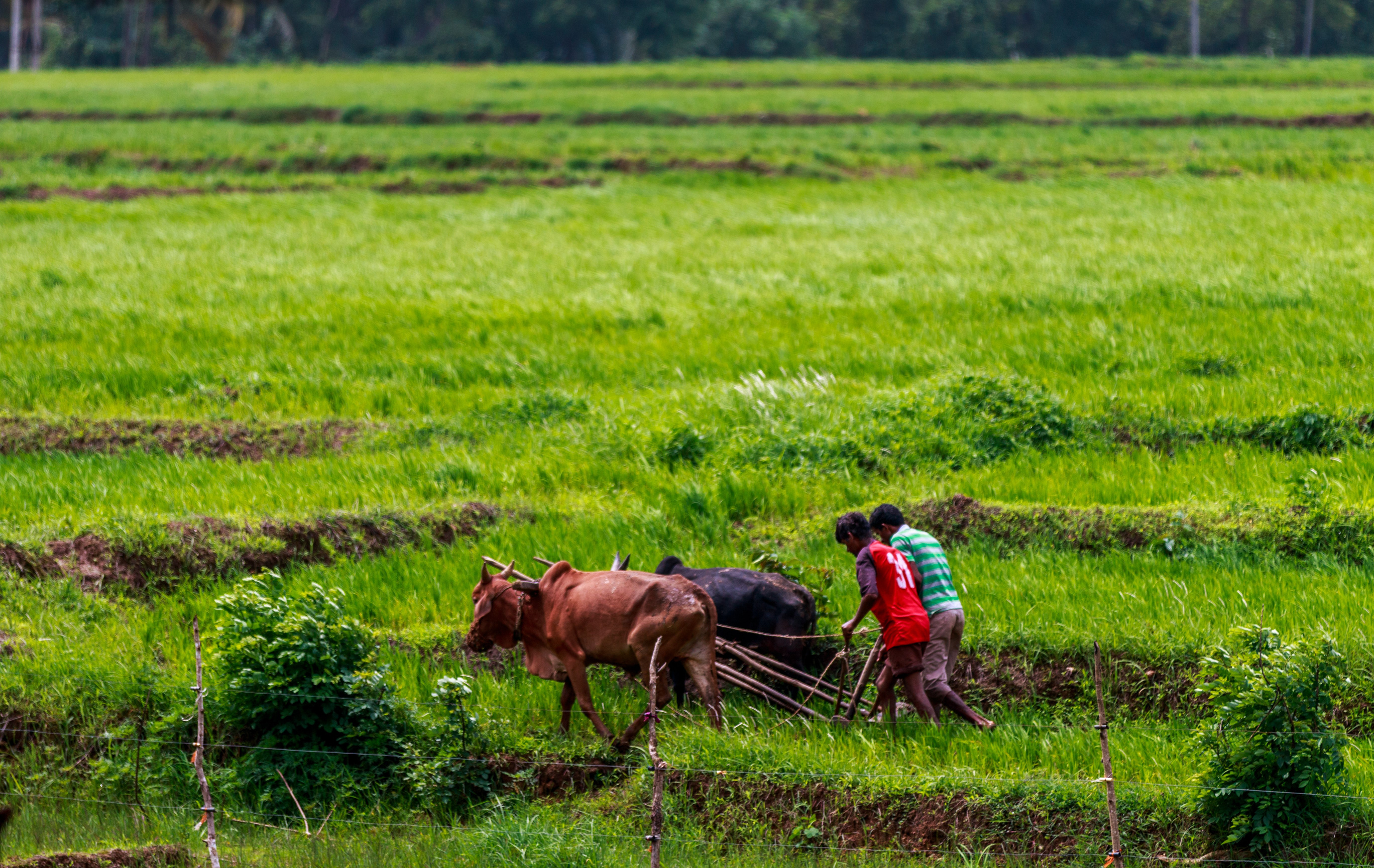 Carabao buffaloes and farmers plowing rice field